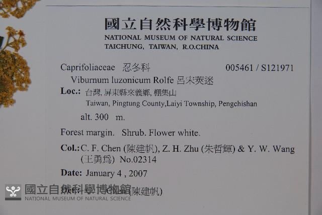 呂宋莢迷藏品圖，第5張