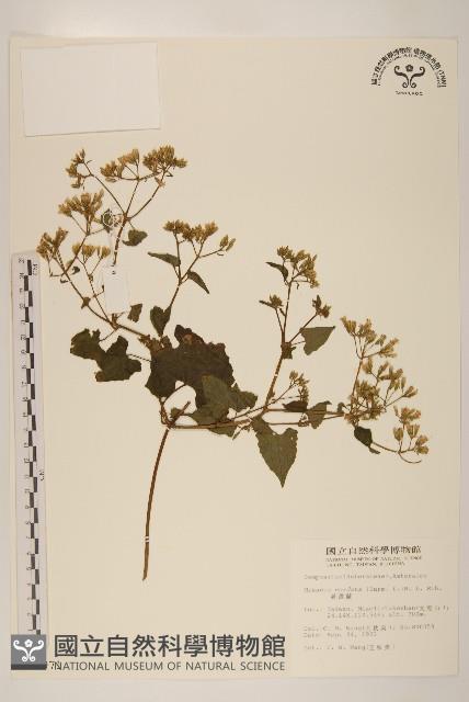 蔓澤蘭藏品圖，第1張