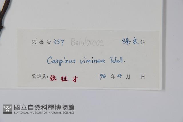 雷公鵝耳櫪藏品圖，第2張