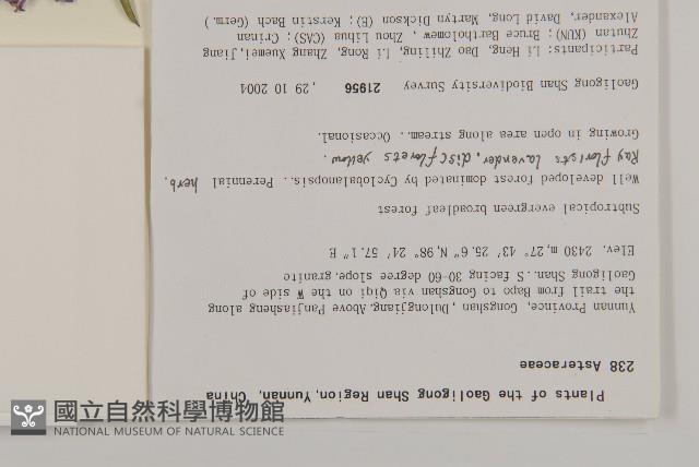 等苞紫菀藏品圖，第2張