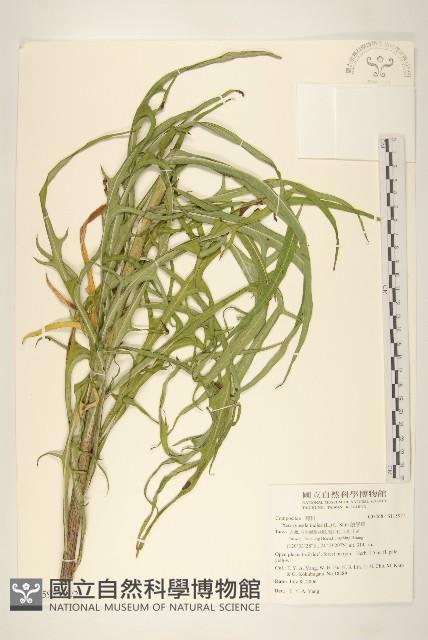 Accession Number:S115971 Collection Image, Figure 2, Total 3 Figures