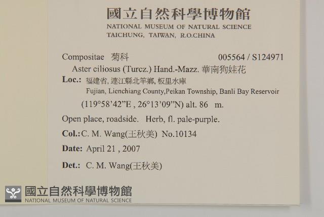 華南狗娃花藏品圖，第2張