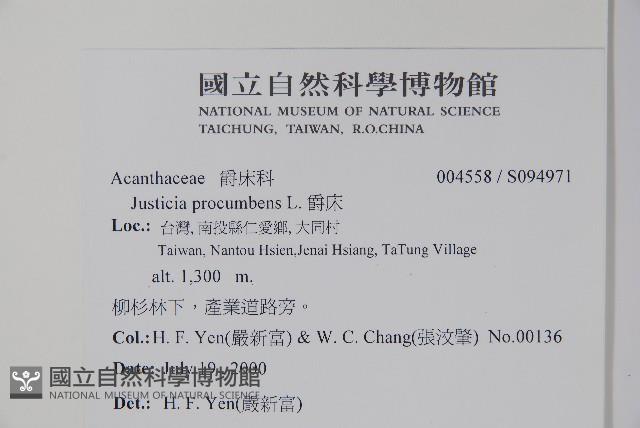 爵床藏品圖，第2張