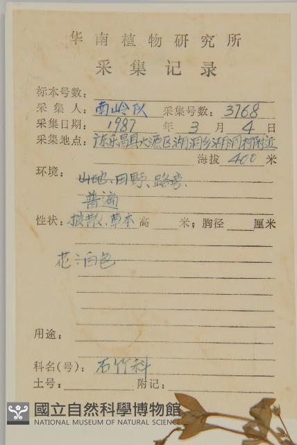 雀舌草藏品圖，第2張