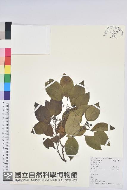 白臼藏品圖，第1張