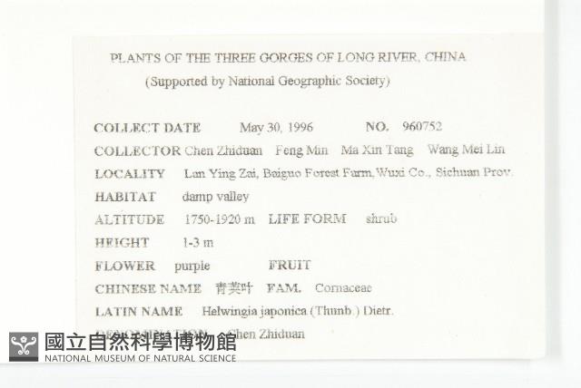 青莢葉藏品圖，第2張