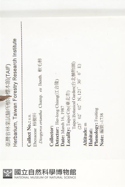 軟毛柿藏品圖，第2張