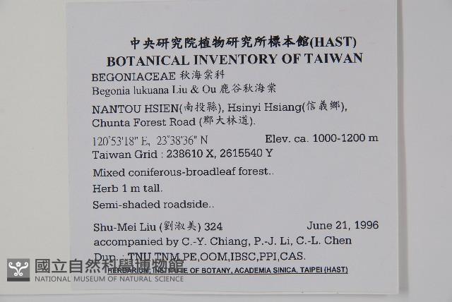 鹿谷秋海棠藏品圖，第2張