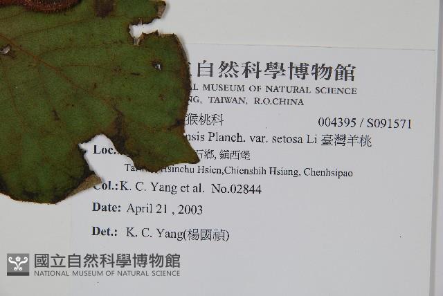 臺灣羊桃藏品圖，第2張