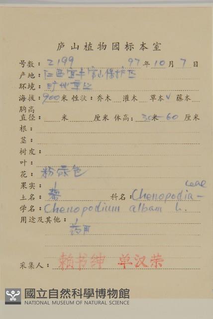 藜、灰藜藏品圖，第2張