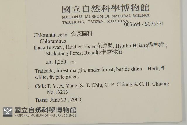 寬葉金粟蘭藏品圖，第2張