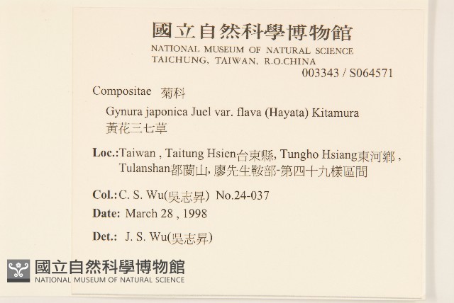 黃花三七草藏品圖，第2張