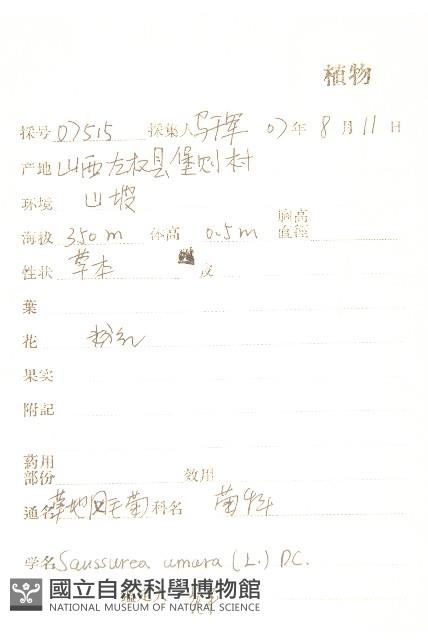 草地風毛菊藏品圖，第2張