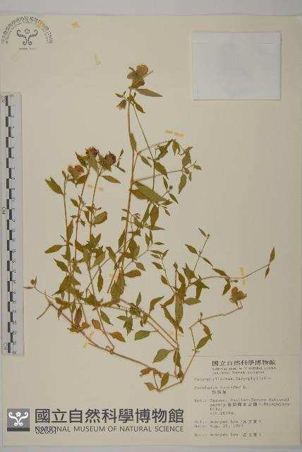 狗筋蔓藏品圖，第1張