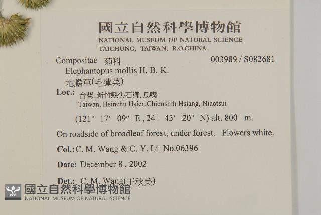 地膽草、毛蓮菜藏品圖，第2張