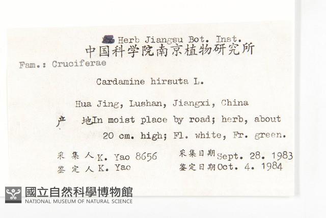 碎米薺藏品圖，第2張