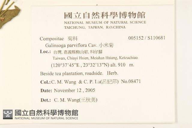 小米菊藏品圖，第2張