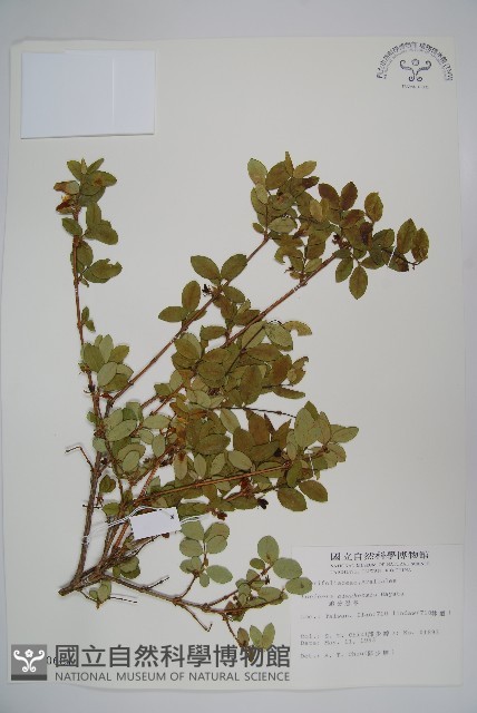 追分忍冬藏品圖，第1張