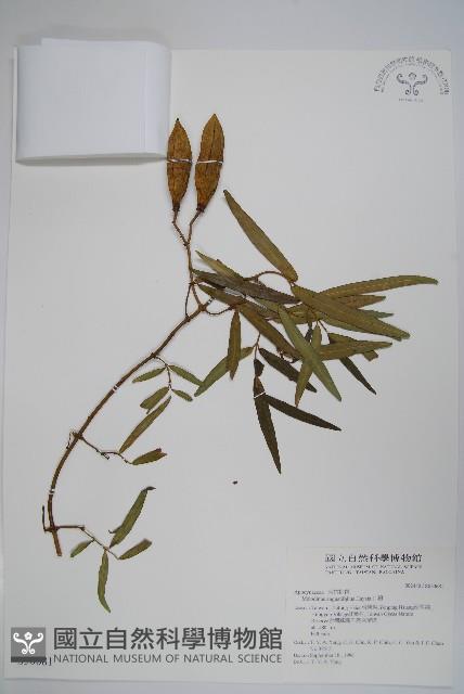 山橙藏品圖，第1張