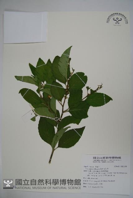 草野氏冬青藏品圖，第1張