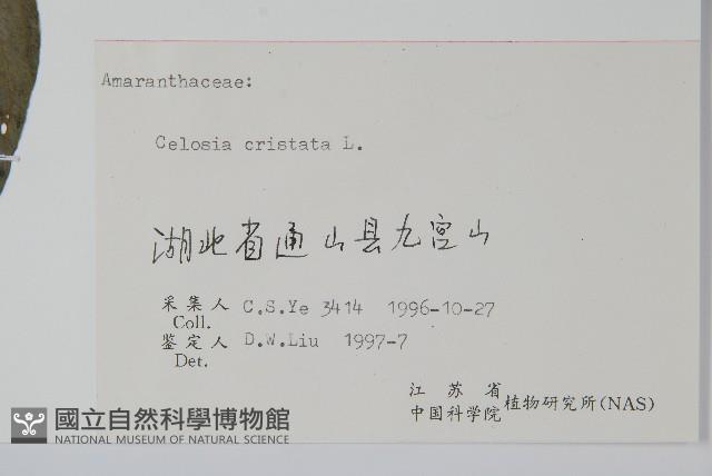 雞冠花藏品圖，第2張