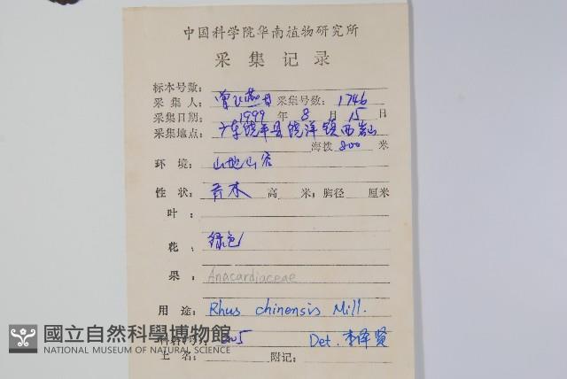 鹽膚木藏品圖，第2張
