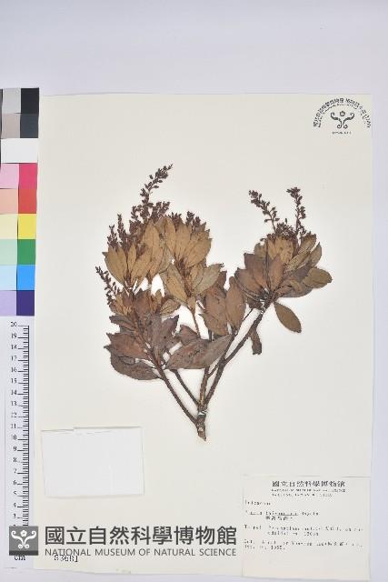 臺灣馬醉木藏品圖，第1張