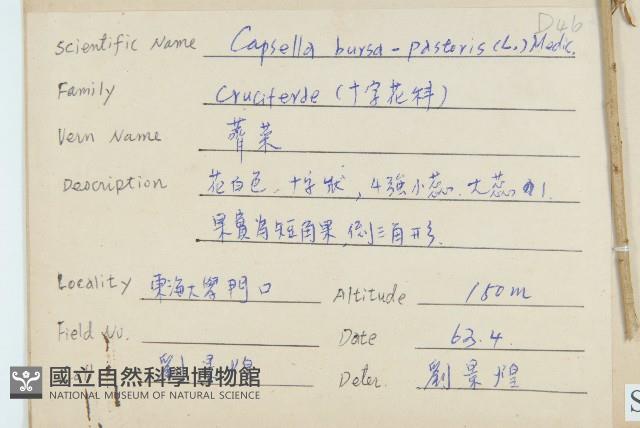 獨行菜藏品圖，第2張