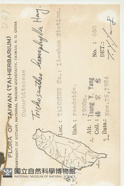 芋葉括樓藏品圖，第2張