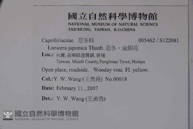 忍冬、金銀花藏品圖，第2張