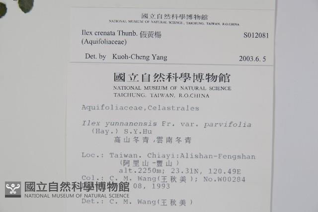 假黃楊藏品圖，第2張