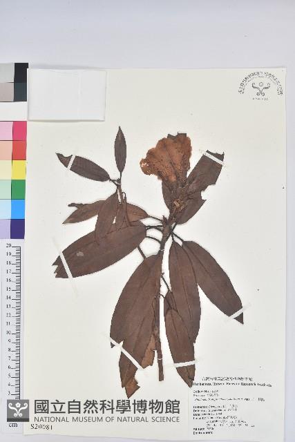 玉山杜鵑藏品圖，第1張