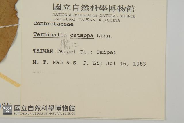 欖仁藏品圖，第2張