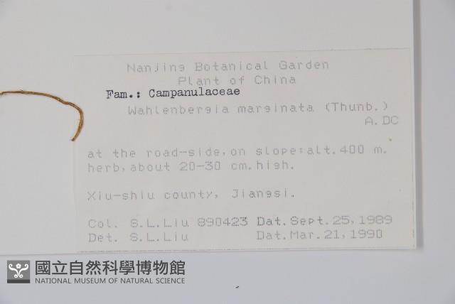 細葉蘭花參藏品圖，第2張