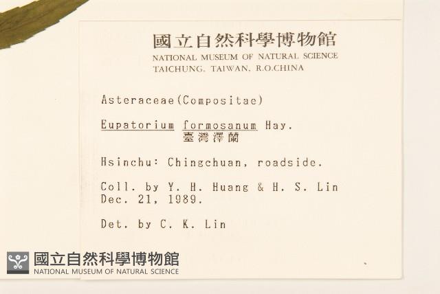 臺灣澤蘭藏品圖，第2張