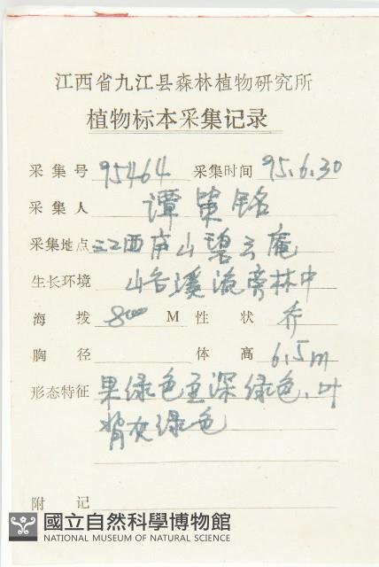 燈臺樹藏品圖，第2張