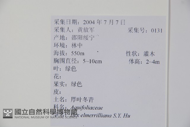 厚葉冬青藏品圖，第2張