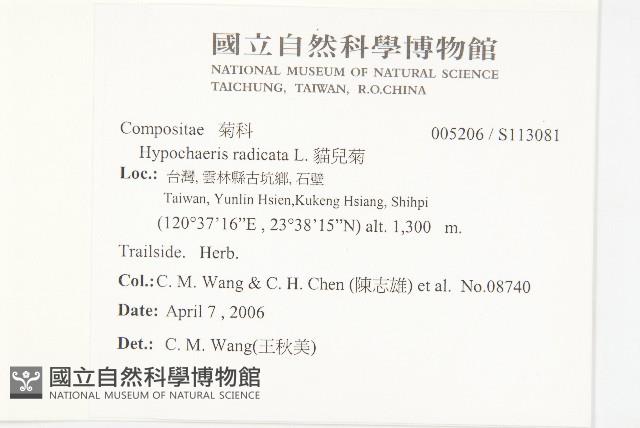 貓兒菊藏品圖，第2張