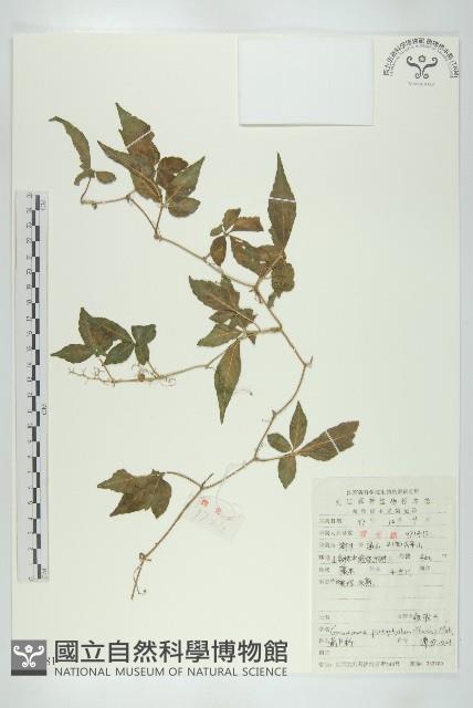 絞股藍藏品圖，第1張