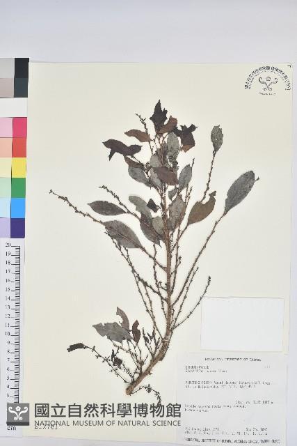 細葉饅頭果藏品圖，第1張