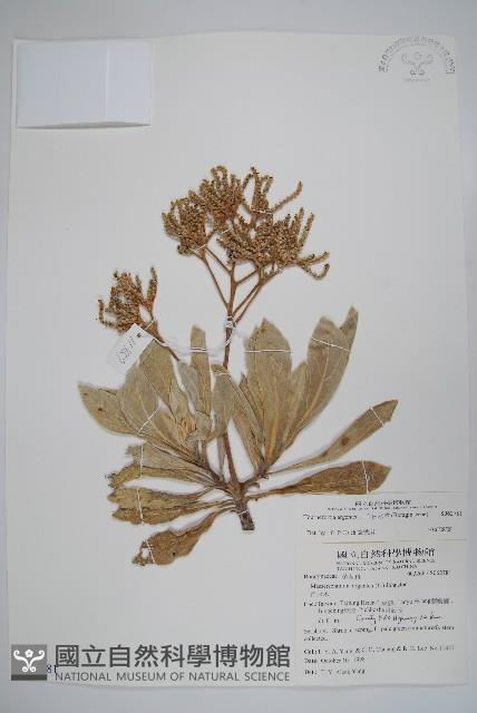 白水木藏品圖，第1張