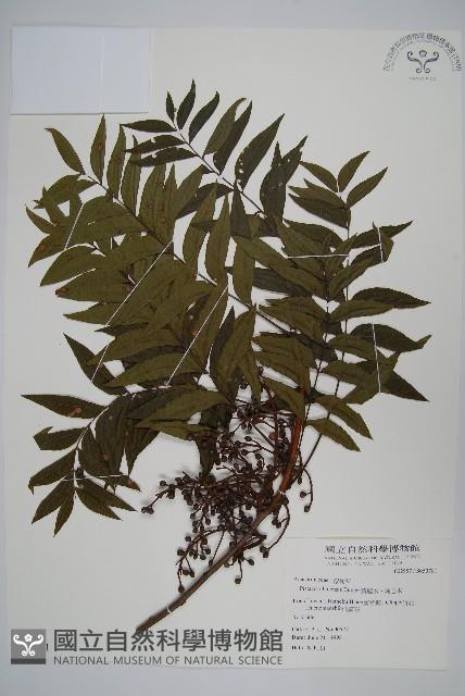 黃連木、爛心木藏品圖，第1張