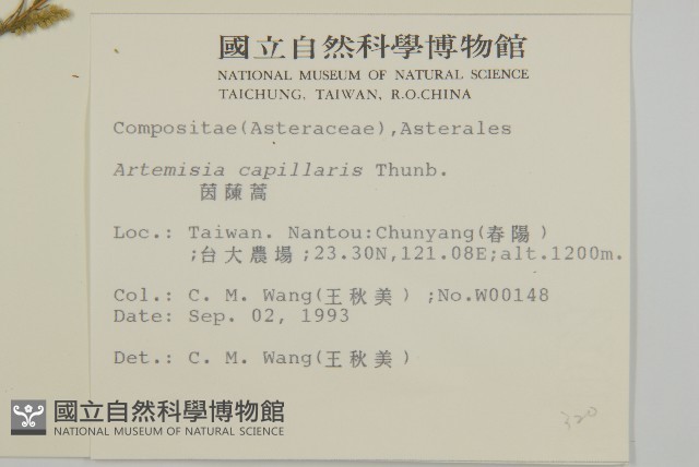 茵蔯蒿藏品圖，第2張