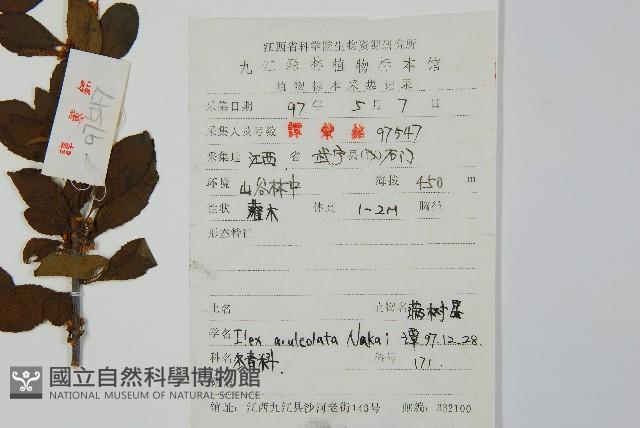 鼠李冬青、滿樹星藏品圖，第2張