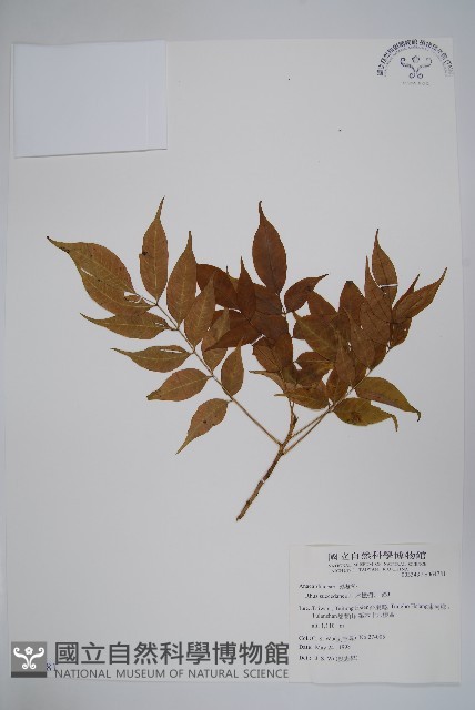 木蠟樹、山漆藏品圖，第1張