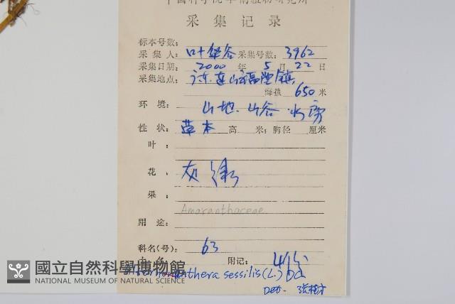 蓮子草藏品圖，第2張