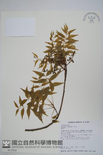 黃連木、爛心木藏品圖，第1張