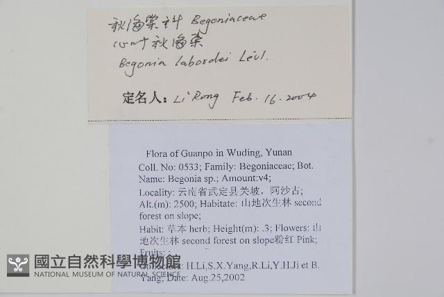 心葉秋海棠藏品圖，第2張