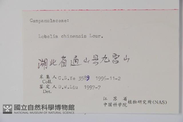 半邊蓮、鐮磨仔草藏品圖，第2張