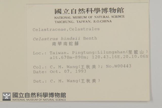 南華南蛇藤，青江藤藏品圖，第2張